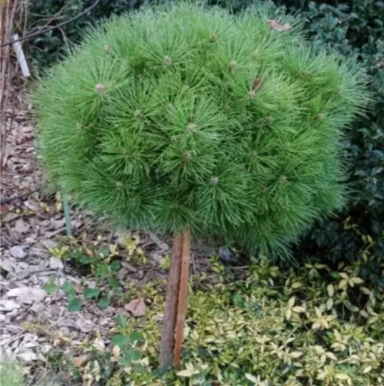 Сосна обыкновенная Глобоза