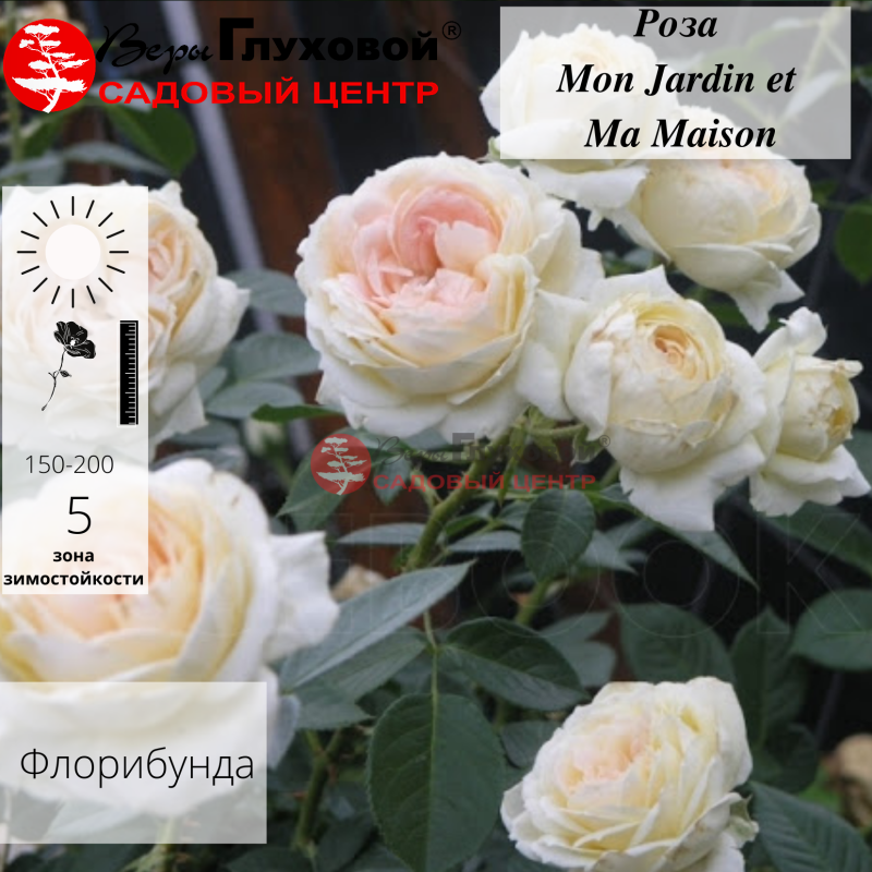 Роза плетистая Madame Isaac Perreire