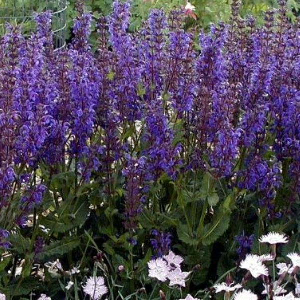 Шалфей дубравный Виола Клоуз