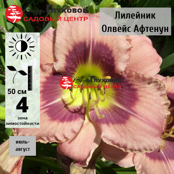 Лилейник Олвейс Афтенун 