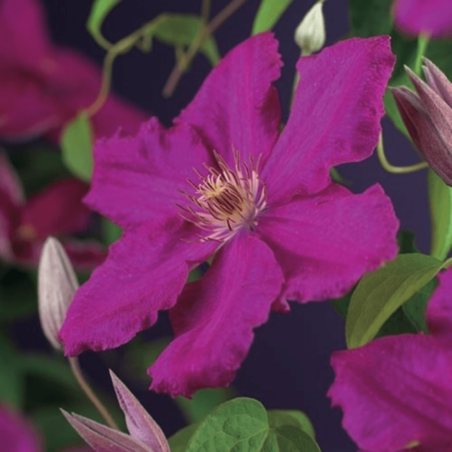 Клематис Эрнест Маркхэм