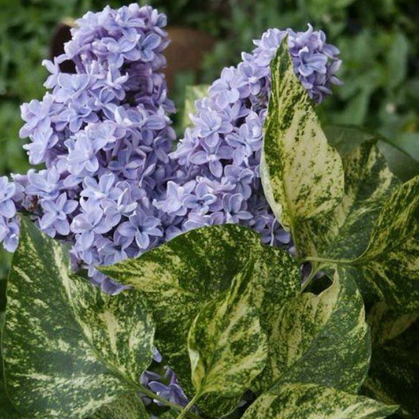 Сирень обыкновенная Аукубафолия