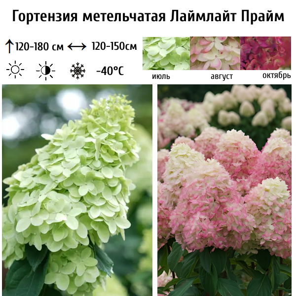 Гортензия метельчатая "Лаймлайт Прайм"