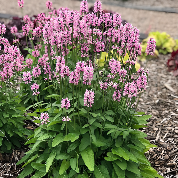 Основное изображение товара