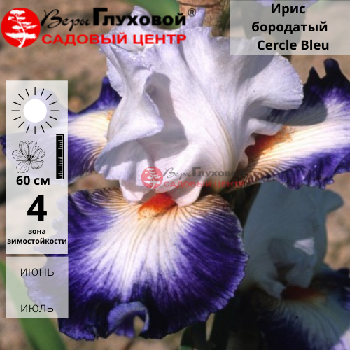 Ирис бородатый  высокий Cercle Bleu