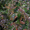 Барбарис средний "Ред Джевел" на фото