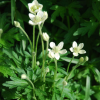 Анемона цилиндрическая (Anemone cylindrica) С2-3 РАг/26