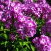 Флокс метельчатый (Phlox paniculata) Успех С2 ГлХ/26